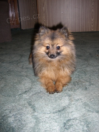 N�mck� trpasli�� �pic