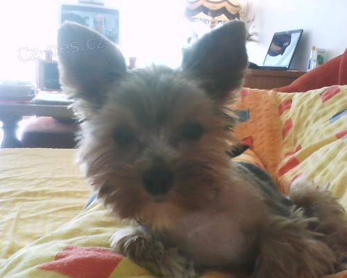 Ztratil se jork��rek