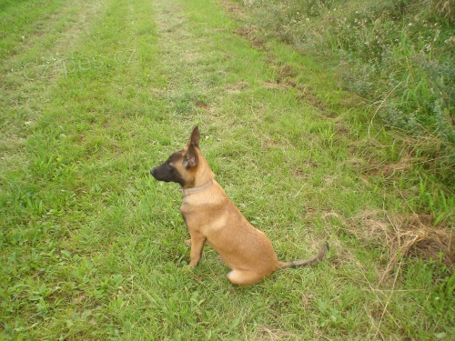 Ztratila se fenka belgick�ho ov��ka