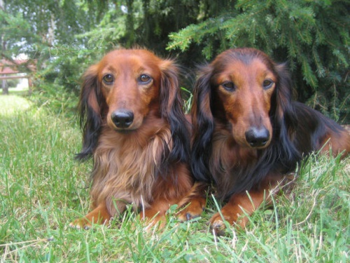 Hledaj� se 2 jezev��ci 