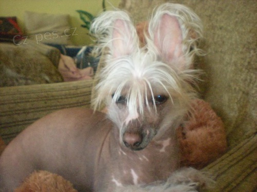 Ztratil se �insk� nah��