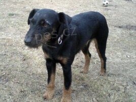 Ztracen� fenka Jagteri�ra