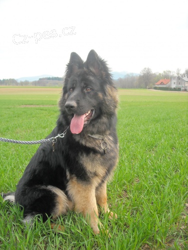 B�lovec ztratil se pes