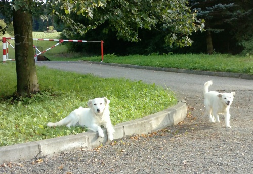 Našli se dva psi Našli se dva psi