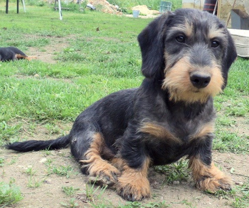 Ztratil se jezev��k