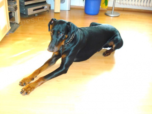 HLED� SE DOBRMAN ! POMOZTE PROS�M!