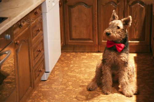 Ztratil se pes (ERDELTERI�R)