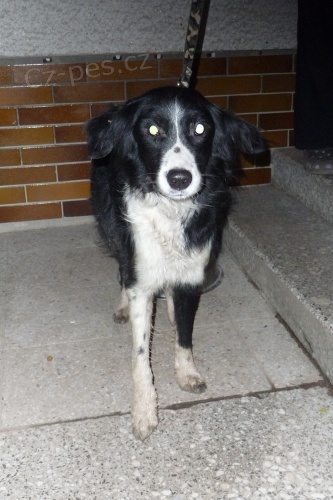Našel se pes Border collie Našel se pes Border collie
