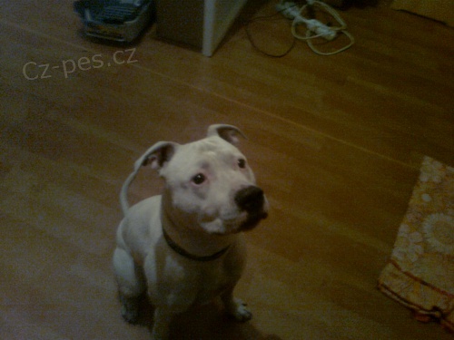 Našel se pitbul Našel se pitbul