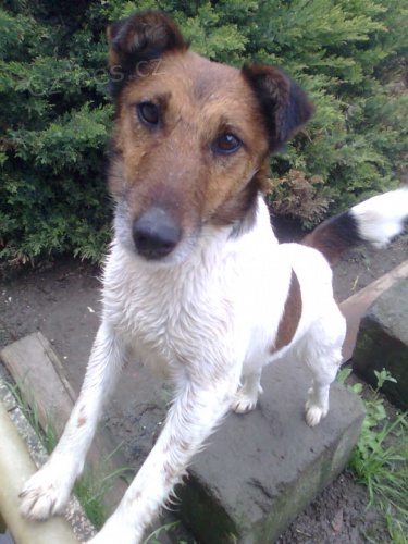 Hled� se drsnosrst� jezev��k a kr�tkosrst� foxteri�r