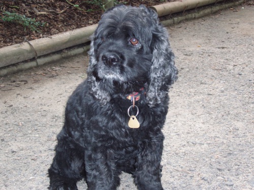 Ztracen� pes z T�bora