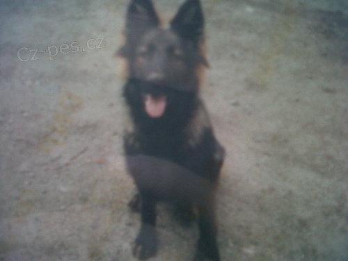 Ztracen� Pes ! Kostelec nad Labem 