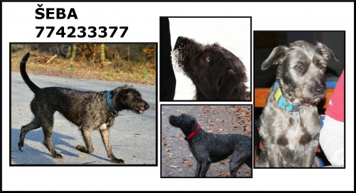 �ebinka - O�echov u Brna