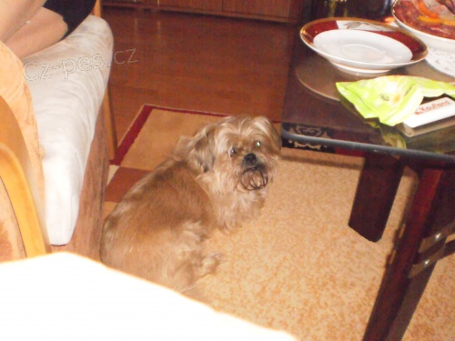 Hled�m ztracen�ho pejska