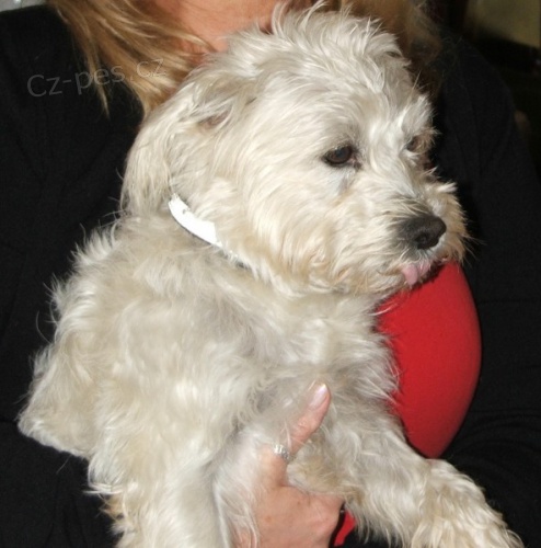 Mal� b�l� pes - k��enec