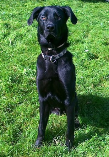 Ztratil se �ern� k��enec labradora