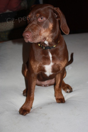 Ztratila se fenka Leopard� pes z Lousiany