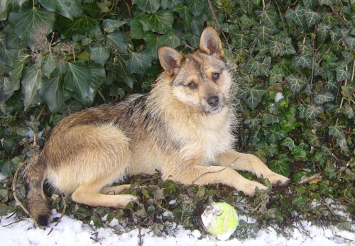 Ztratil se k��enec