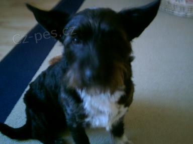 ZTRATIL SE N�M PEJSEK BAK