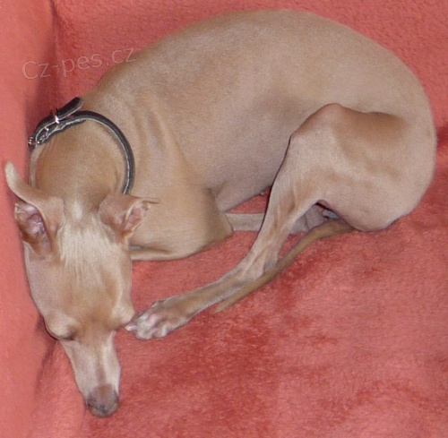 Hled� se fenka italsk�ho chrt�ka