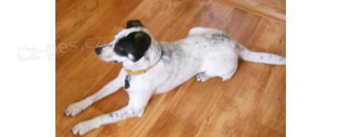 Zoufale hled�me psa Alfa