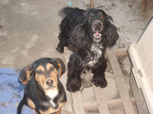 Ztratil se �ern� kokr�pan�l