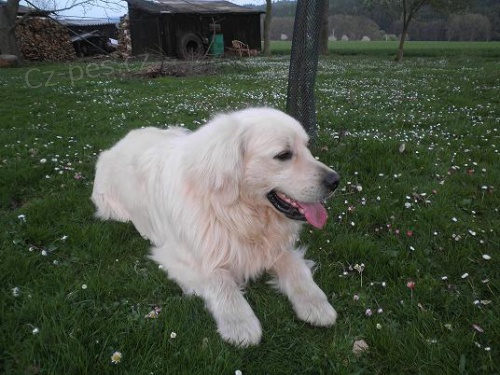 Zlat� retriever na Humpolecku