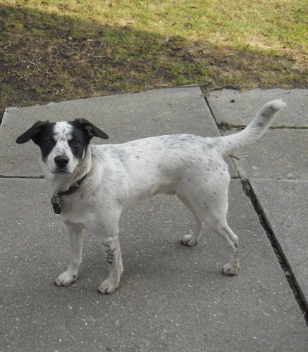 Zoufale hled�me psa Alfa