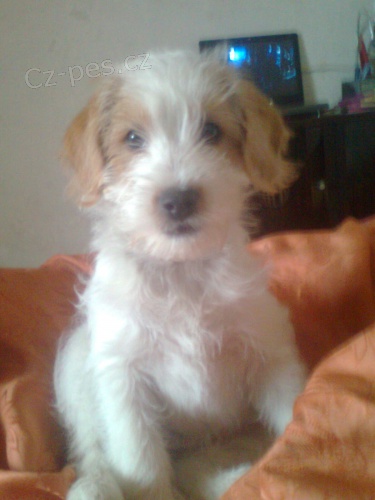 �t�n� fenka Jesinka