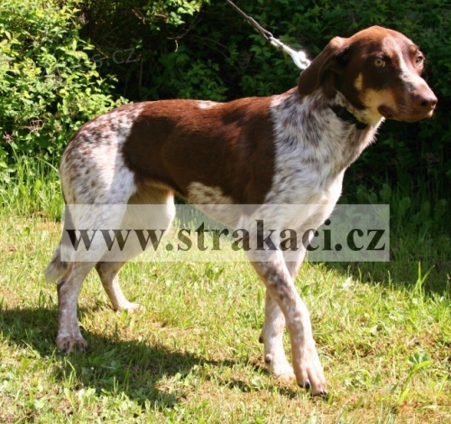 Ztratila se Cinka �esk� strakat� pes