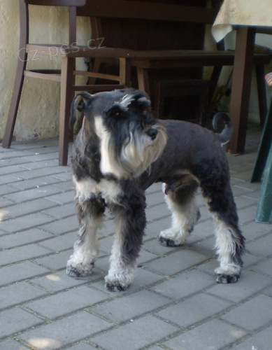 Ztratil se mal� kn�ra�