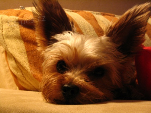 Ztratil se pes Aron - york��rsk� teri�r 