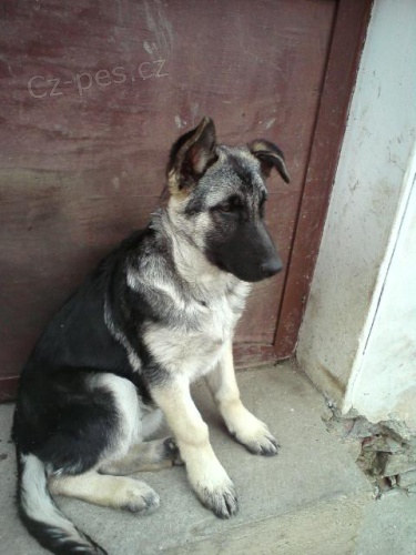 Fena n�meck�ho ov��ka