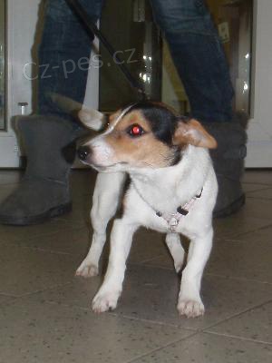 Nalezený kříženec jack russell terrier Nalezený kříženec jack russell terrier