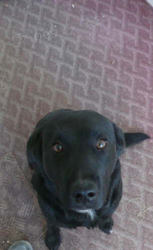 Kříženec Labradora Kříženec Labradora