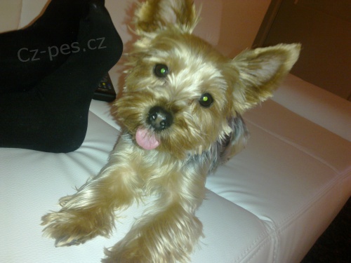 PROS�M,POMOZTE NAJ�T JORK��RSKEHO TERI�RA V OSTRAV�