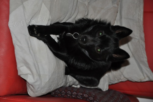 Ztratila se �iperka!!