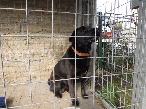 Nalezen černý labrador Nalezen černý labrador