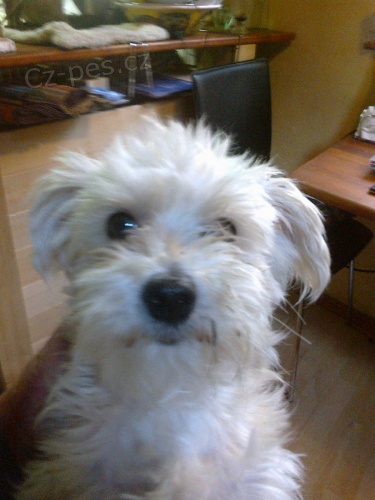 Hled�me malt�z��ka.