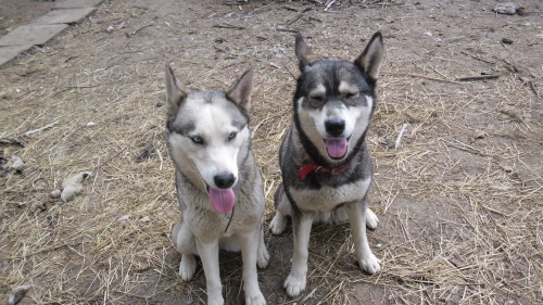 dve fenecky huskyho hledaji sveho panicka dve fenecky huskyho hledaji sveho panicka