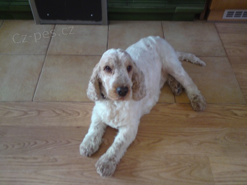 Hled� se kokr�pan�l