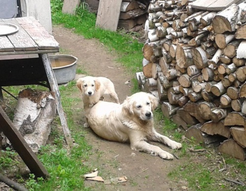 Našla se toulající fena GR se štěnětem!!!  Vysočina-Batelov-Rohozná!!! Našla se toulající fena GR se štěnětem!!!  Vysočina-Batelov-Rohozná!!!