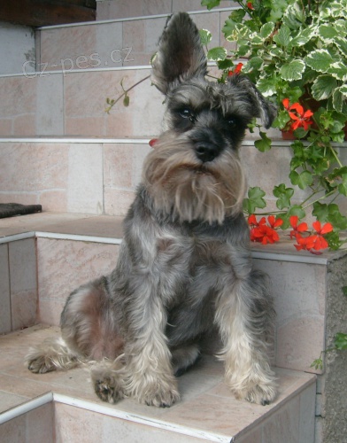 Ztratil se kn�ra�