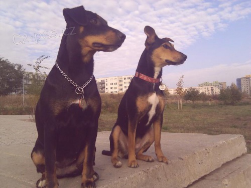 Ztratil se JAGD Terier - N�meck� loveck� terier