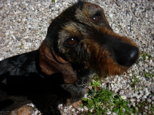 Jezev��k drsnosrst�