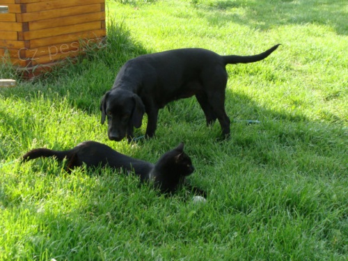 Ztratila se �ern� fenka v �el�kovic�ch Ji�in�