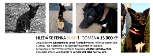 Hled� se fenka Sushi
