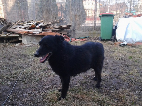 ztratil se velk� �ern� dlouhosrst� k��enec vl��ka