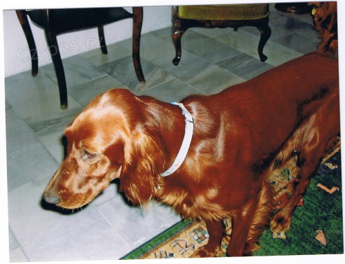 Ztratila se fene�ka irsk�ho setra