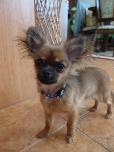 Ztratila se MINI �ivava - jm�nem �IKY